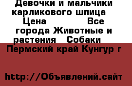 Девочки и мальчики карликового шпица  › Цена ­ 20 000 - Все города Животные и растения » Собаки   . Пермский край,Кунгур г.